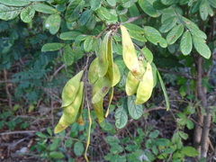 Lonchocarpus
