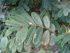 Lonchocarpus