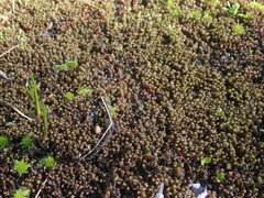 Scapania undulata