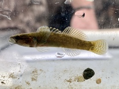 Etheostoma flabellare