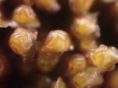 Scapania undulata