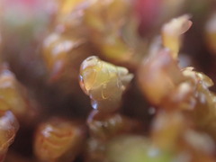 Scapania undulata