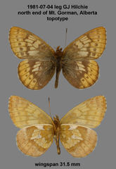 Boloria improba