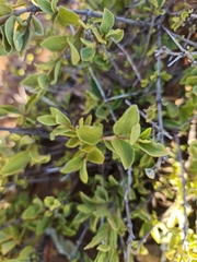 Afrocanthium gilfillanii
