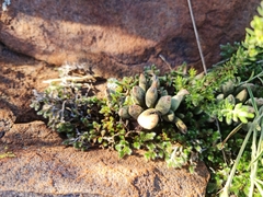 Adromischus umbraticola