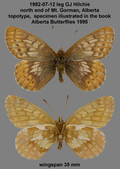 Boloria improba