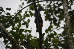 Sciurus variegatoides