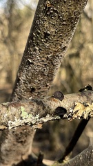 Resupinatus alboniger