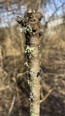 Resupinatus alboniger