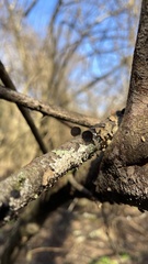 Resupinatus alboniger