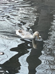 Anas platyrhynchos domesticus