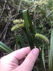 Carex fascicularis