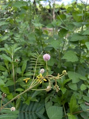 Mimosa albida
