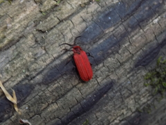 Dictyoptera aurora