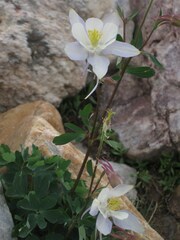 Aquilegia coerulea