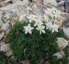Aquilegia coerulea