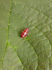 Omophoita sexnotata