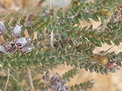 Erica andevalensis