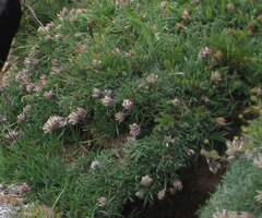 Trifolium dasyphyllum