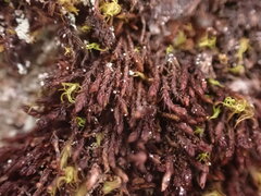 Andreaea