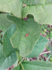 Omophoita sexnotata