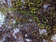 Andreaea