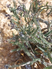 Erica andevalensis