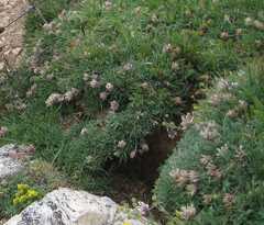 Trifolium dasyphyllum