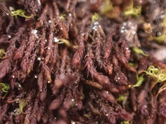 Andreaea