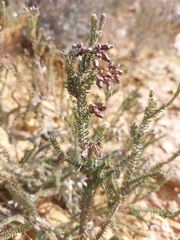 Erica andevalensis