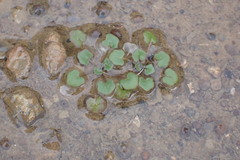 Leavenworthia exigua