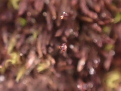 Andreaea