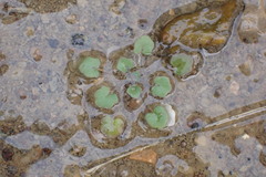 Leavenworthia exigua