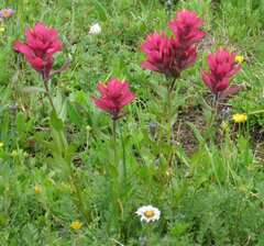 Castilleja rhexiifolia