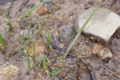 Eleocharis bifida
