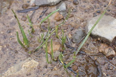 Eleocharis bifida