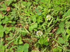 Physocephala tibialis