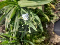 Plagiobothrys nothofulvus