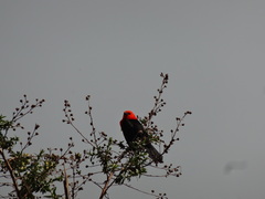 Amblyramphus holosericeus