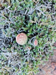 Adromischus umbraticola