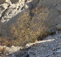 Eriogonum thomasii