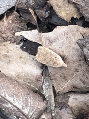 Psilocorsis reflexella