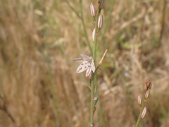 Asphodelus tenuifolius