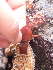 Constantinea rosa-marina