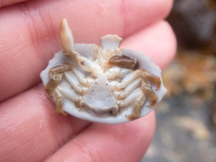 Cryptolithodes sitchensis