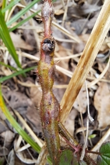 Neolasioptera nodulosa