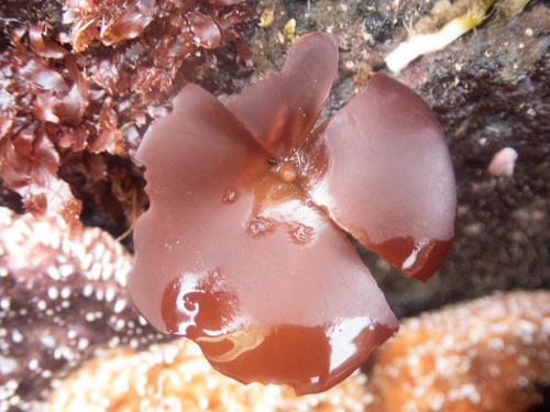 Constantinea rosa-marina observed 2022-06-14