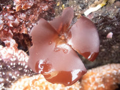 Constantinea rosa-marina