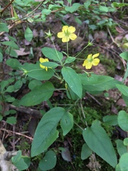 Lysimachia ciliata
