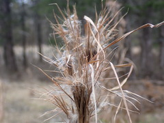 Andropogon glomeratus